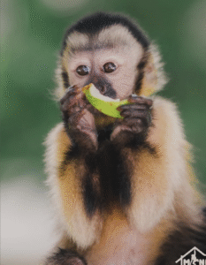 Captura de pantalla 2025-08-10 a la(s) 5.10.29 p. m.