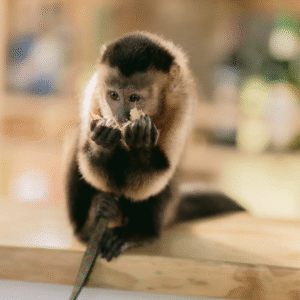 Captura de pantalla 2025-08-15 a la(s) 8.48.18 p. m.